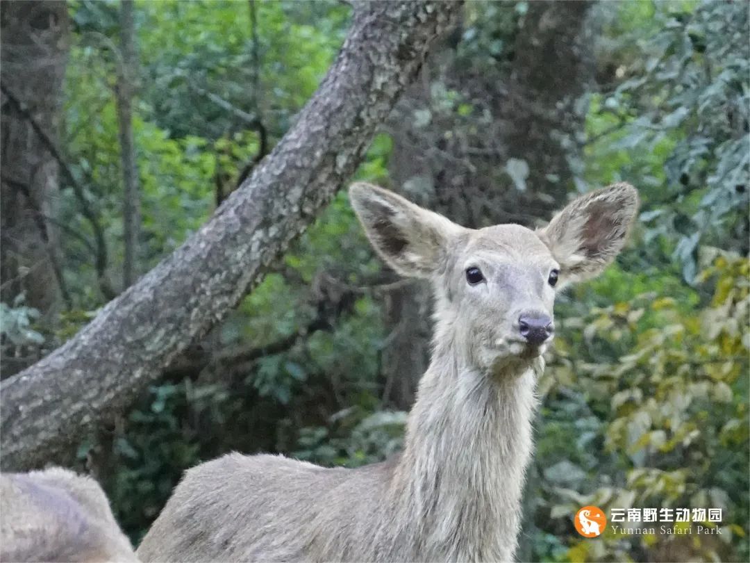 云南野生动物园