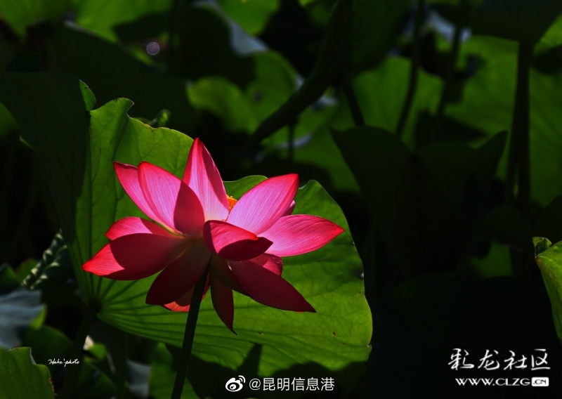 昆明信息港微博