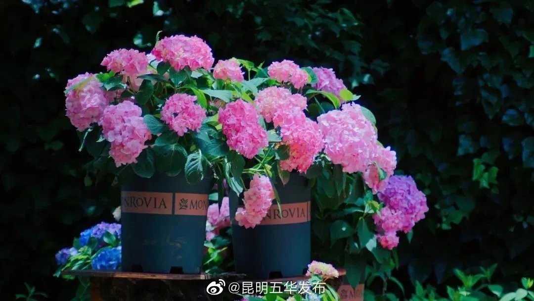 昆明五华发布