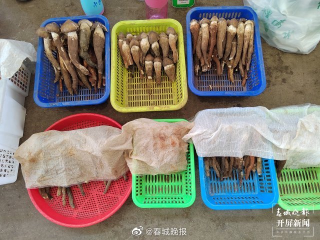 春城晚报