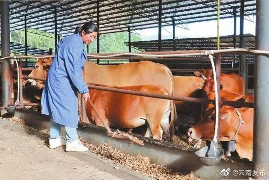 云南财政安排奖补资金4700万元支持肉牛产业发展