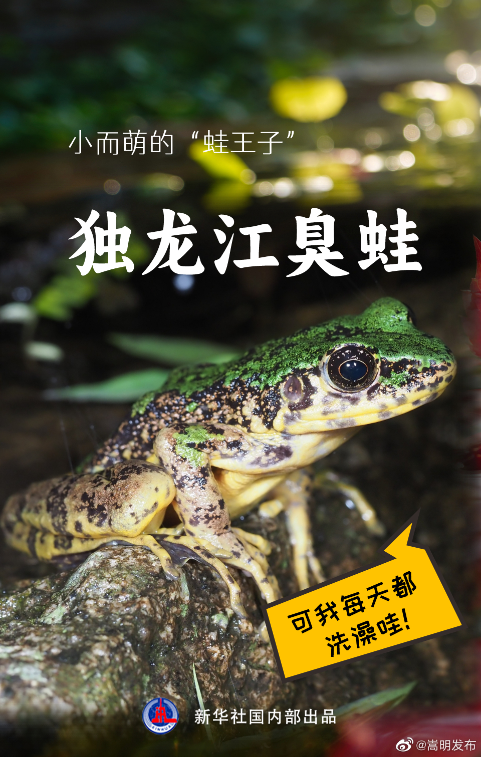 嵩明发布