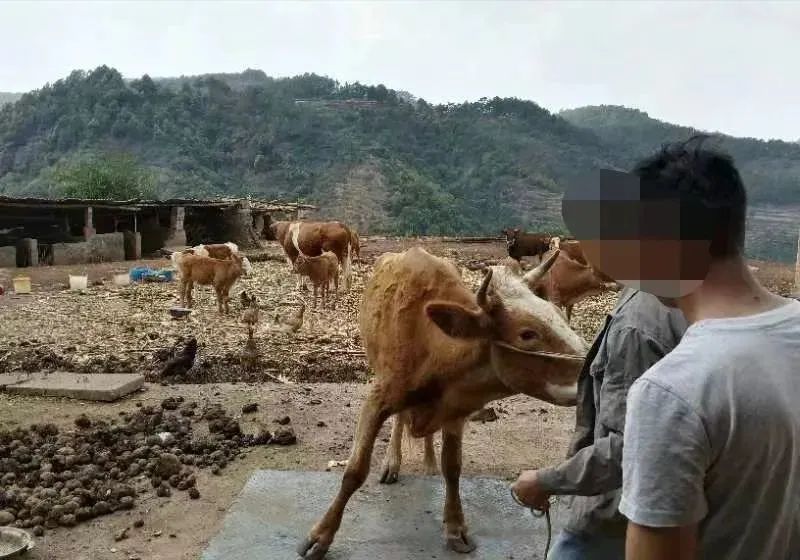 云南政法