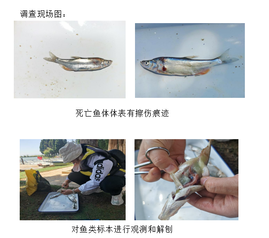 春城晚报