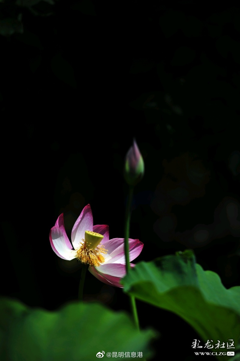 昆明信息港微博