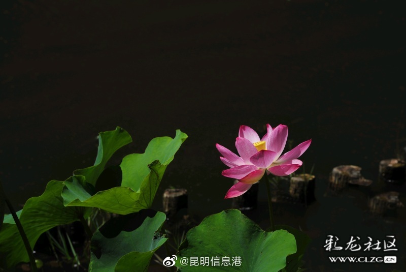 昆明信息港微博