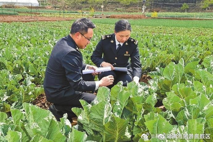 今年一季度云菜出口量同比增长26.8%