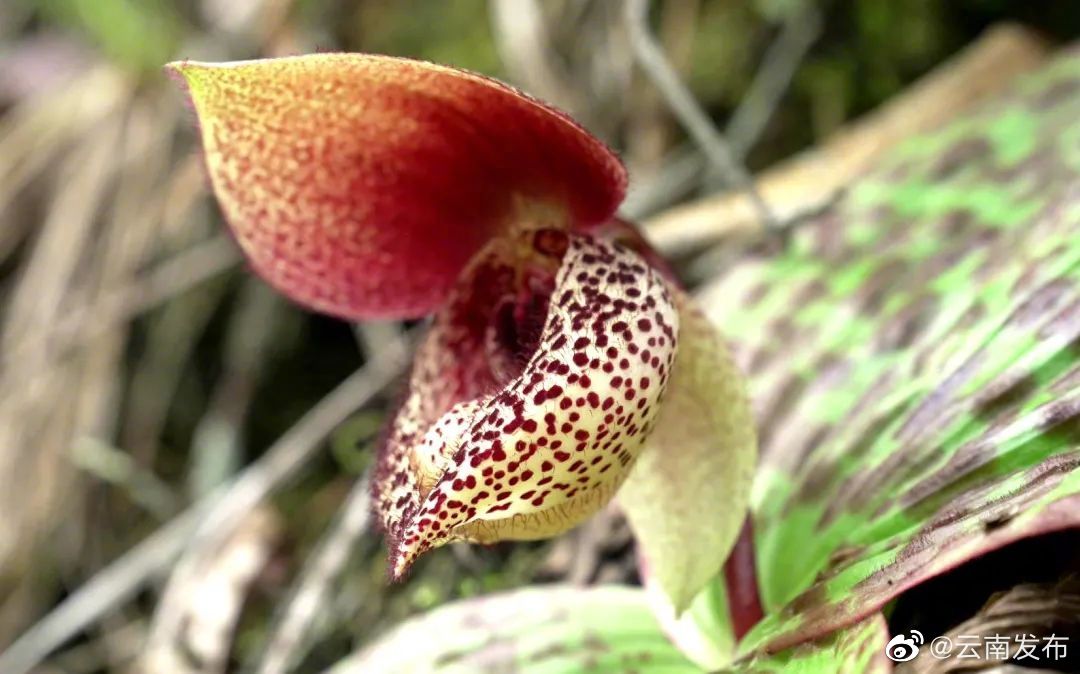 高黎贡山泸水段首次发现国家二级重点保护野生植物丽江杓兰