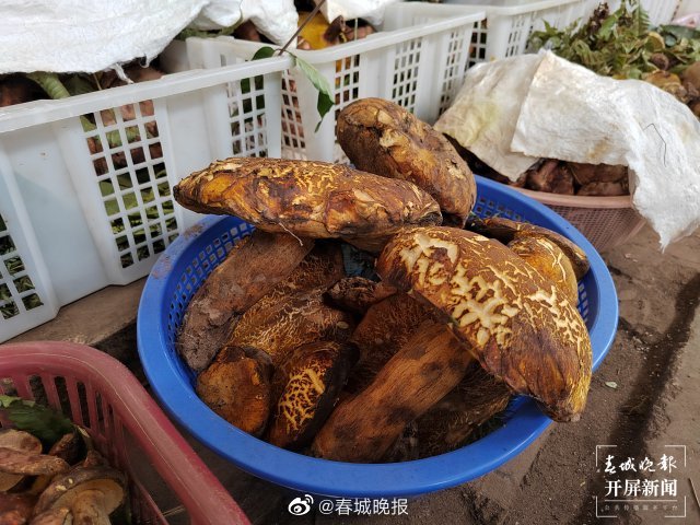 春城晚报