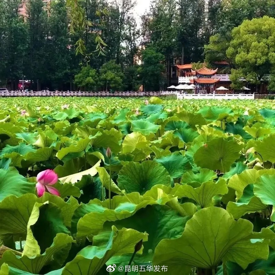 昆明五华发布