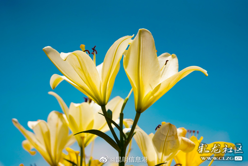 昆明信息港微博