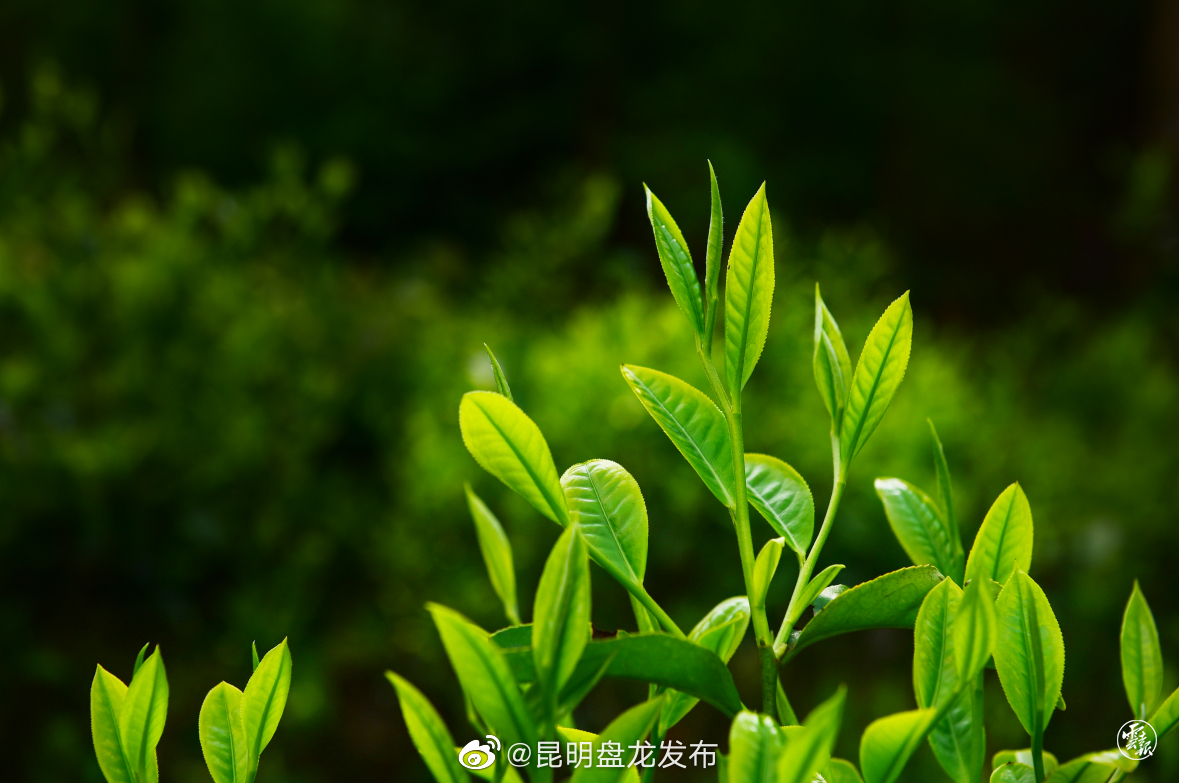 昆明盘龙发布