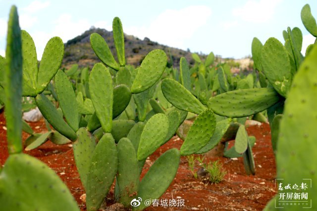 春城晚报