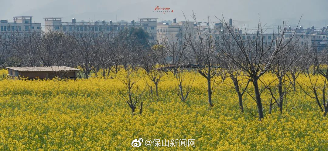 保山新闻网