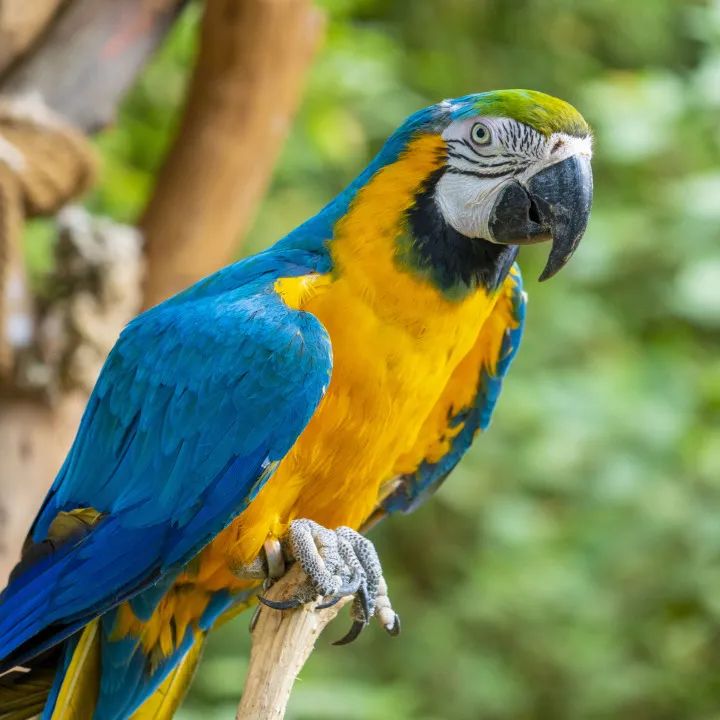 云南野生动物园