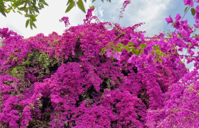 云南省文化和旅游厅