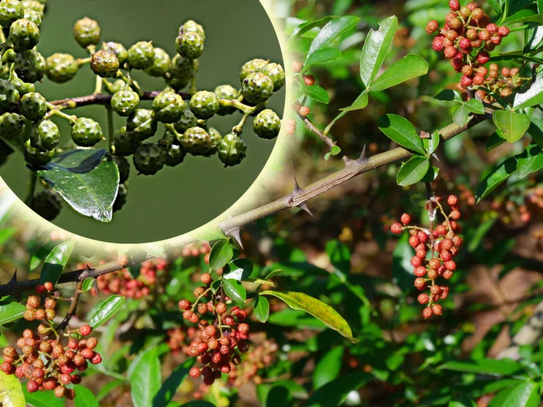 云南省人民政府网