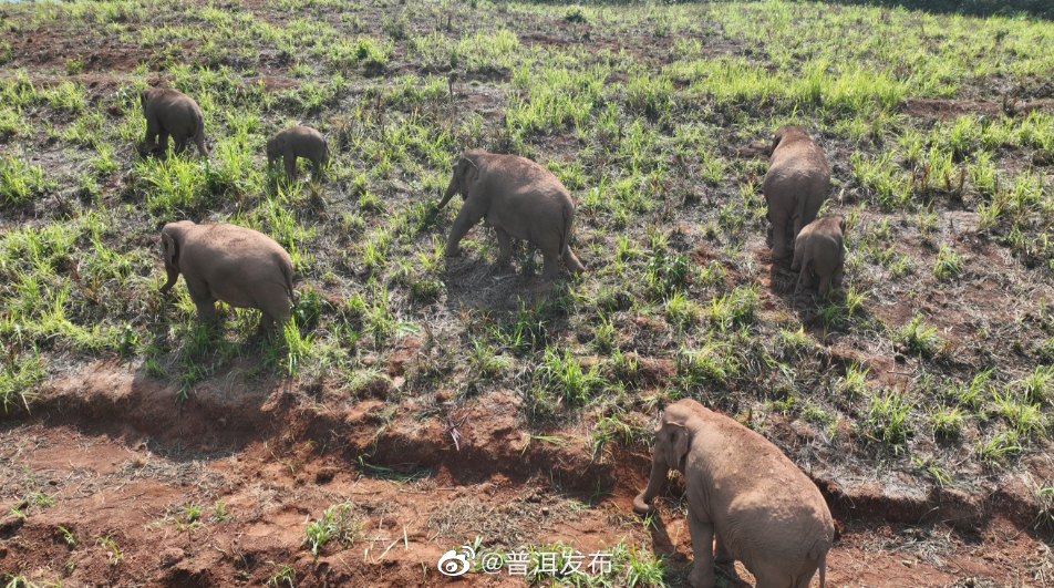 普洱发布