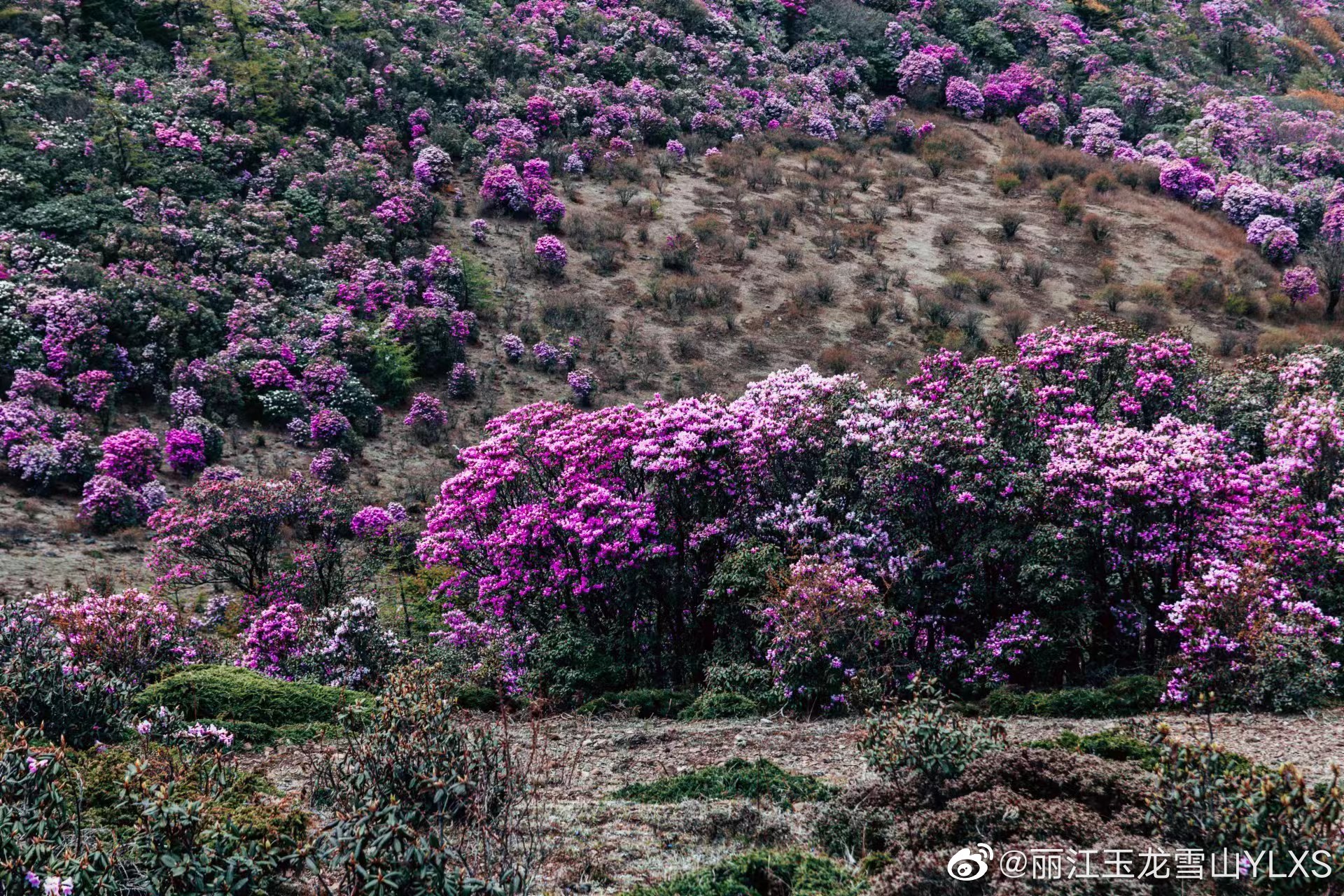 丽江玉龙雪山YLXS