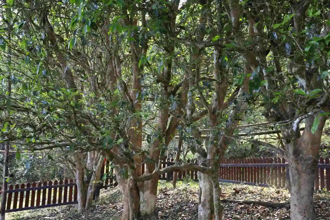 普洱日报