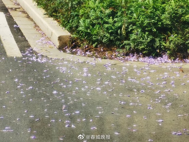 春城晚报
