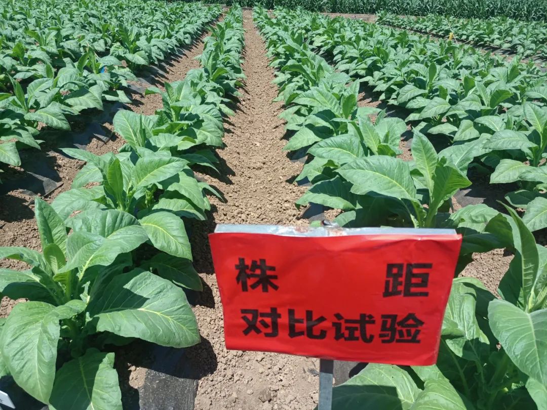 丽江日报