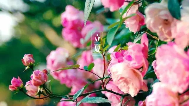 昆明公共文化云
