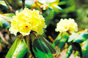 昆明市文化和旅游局