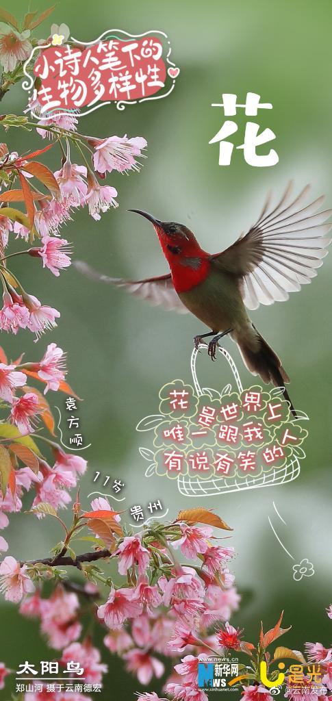 云南发布