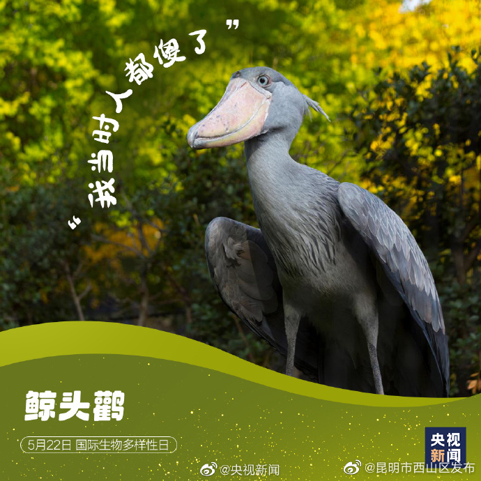 昆明市西山区发布