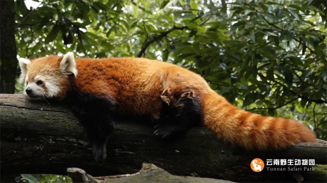 云南野生动物园