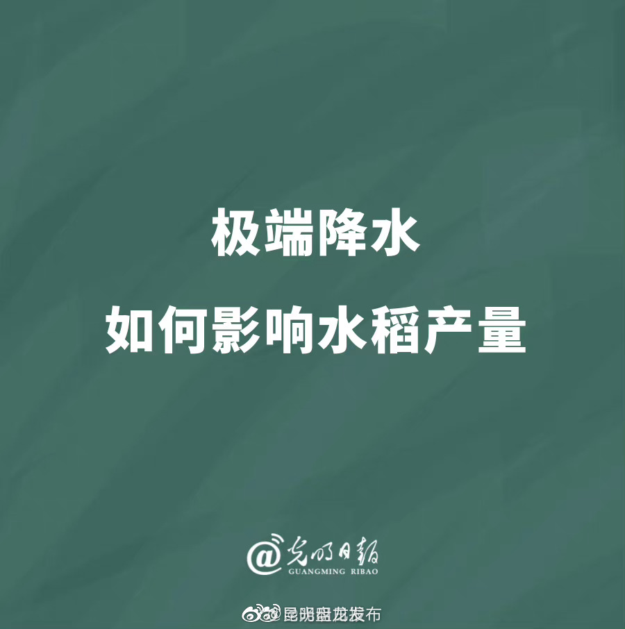 极端降水如何影响水稻产量