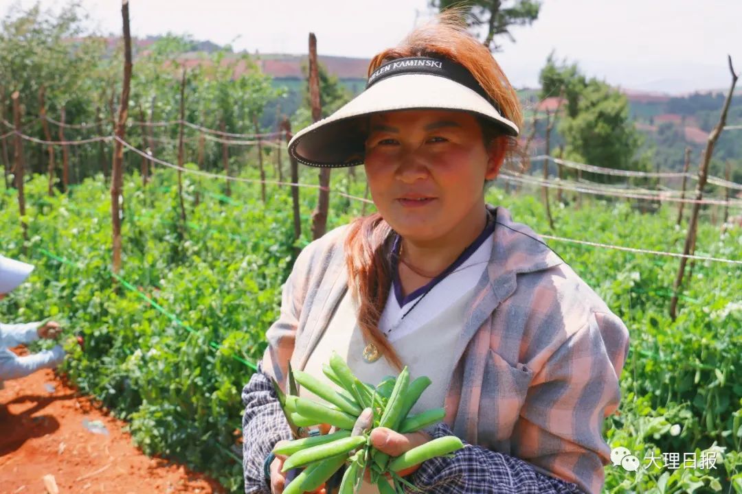 大理日报