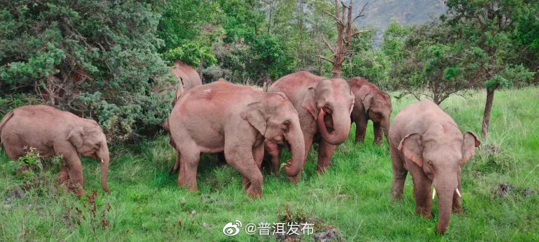 “象”往普洱①丨建设“象”往家园，让181头野生亚洲象在普洱住得舒心