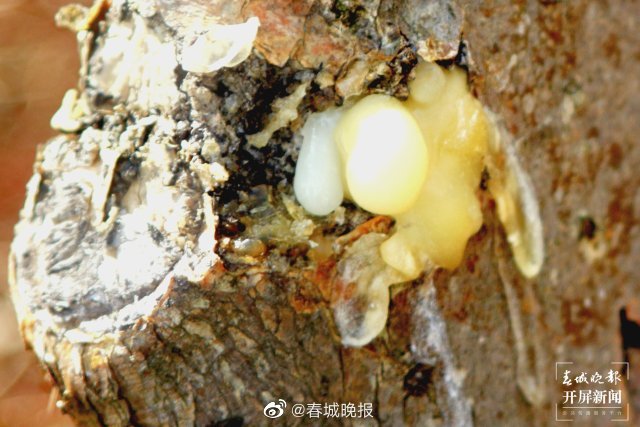 春城晚报