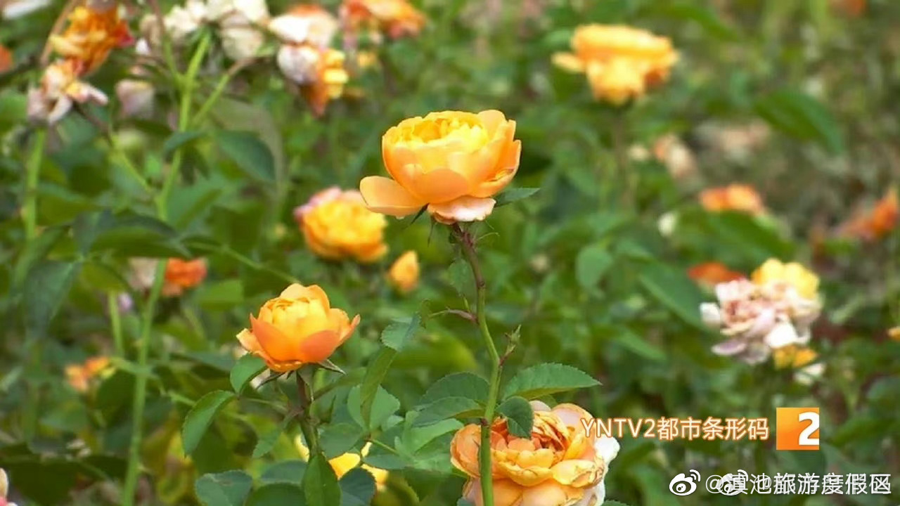 滇池旅游度假区