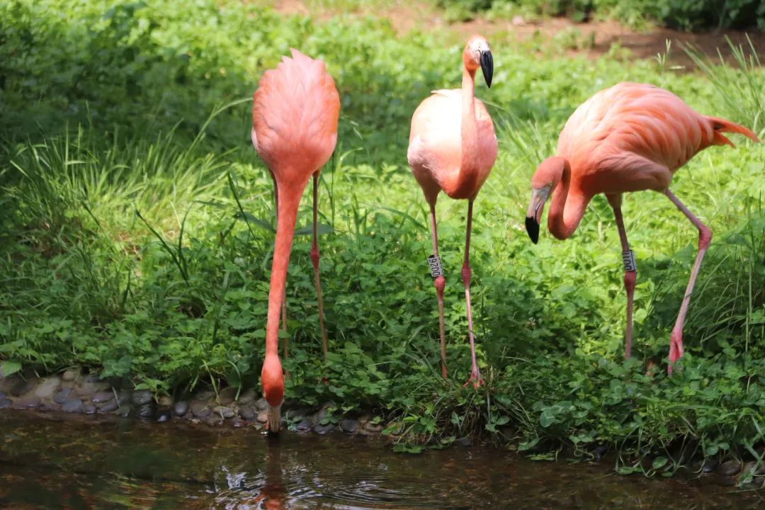 云南野生动物园