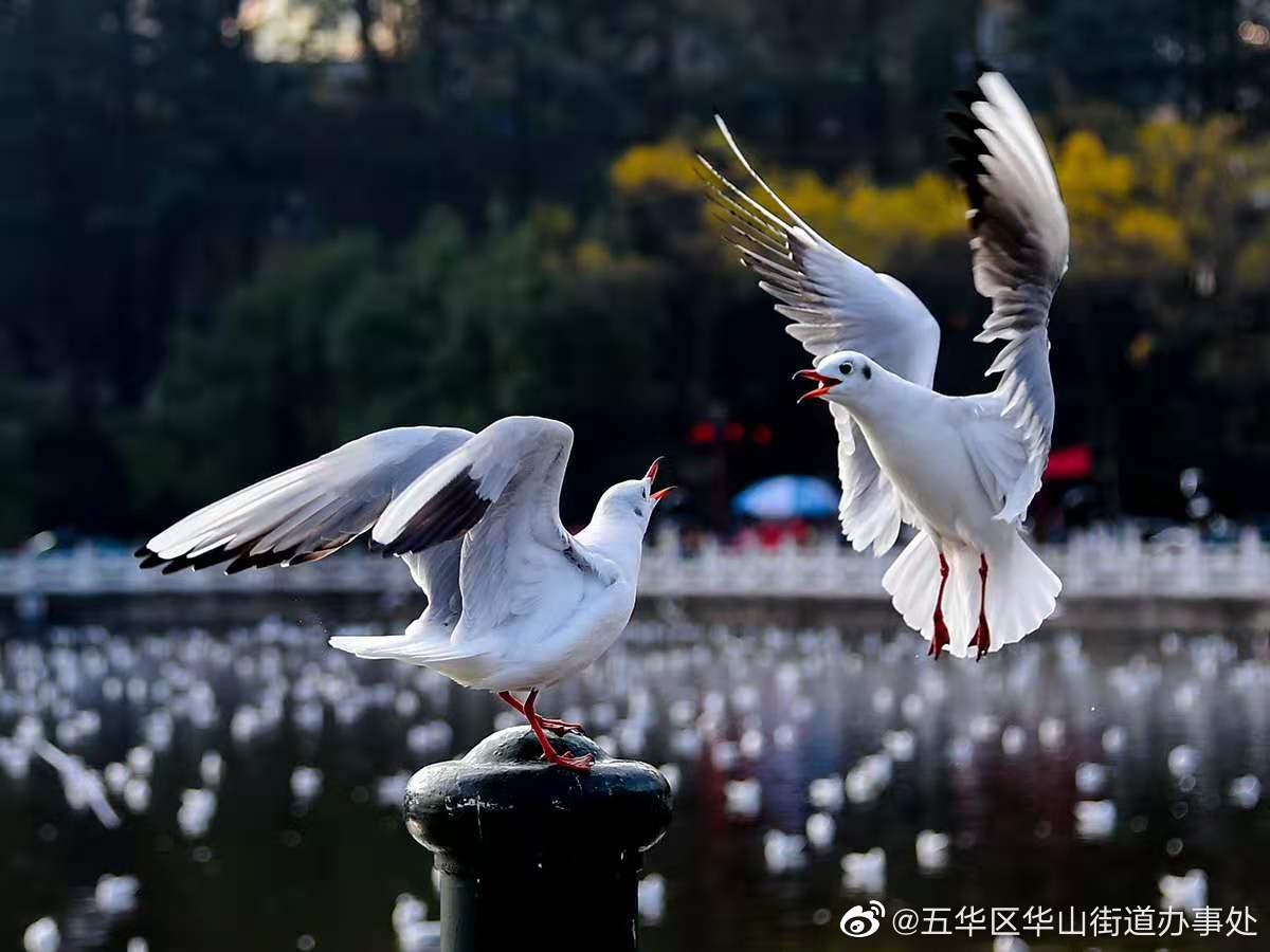 昆明拟推出文明观鸥规定 这些行为明确禁止
