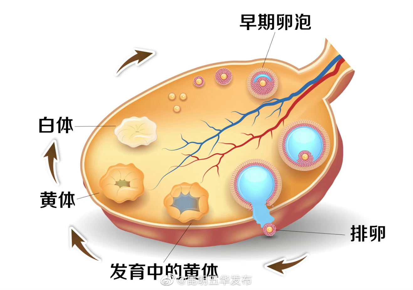 黄体破裂是怎样一种感受