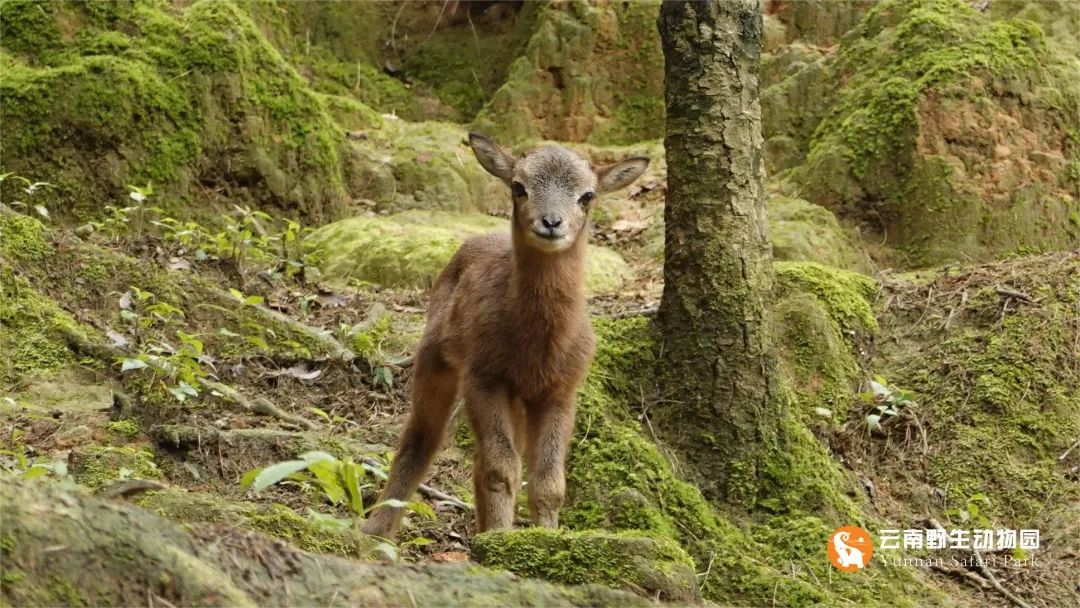 云南野生动物园