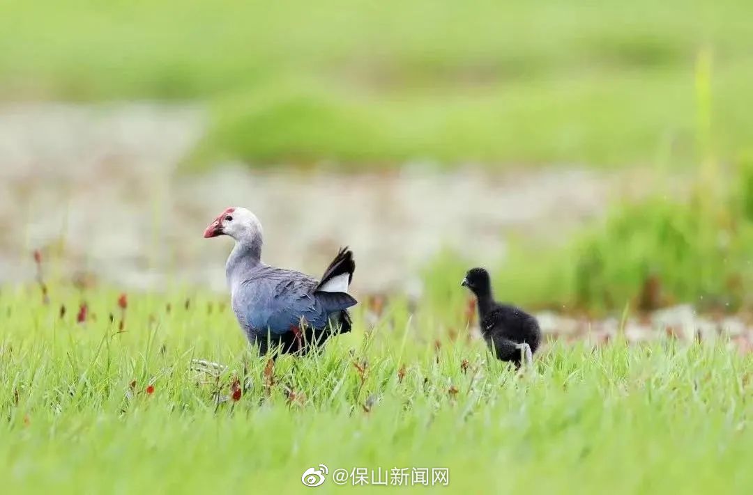 保山新闻网