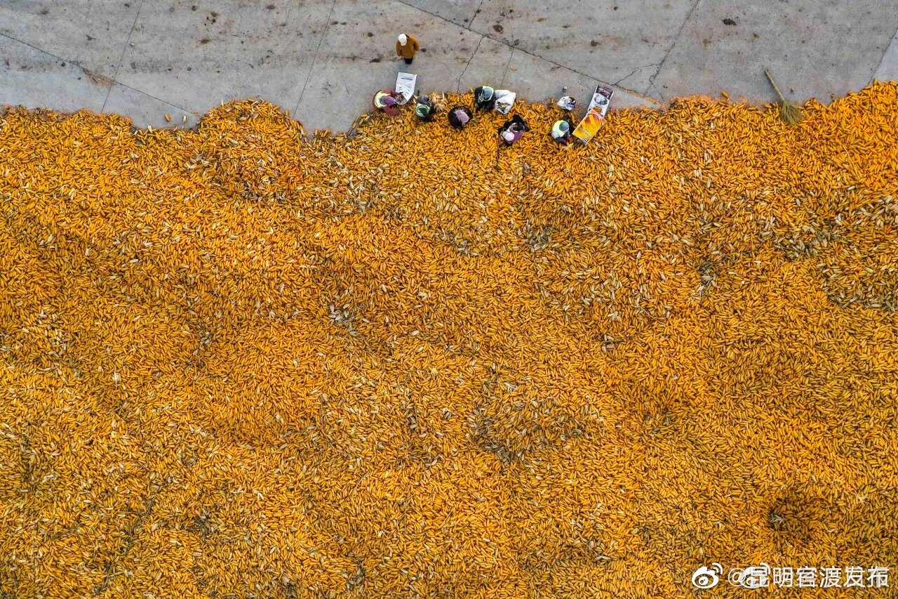 持续增强我国玉米全球供应链