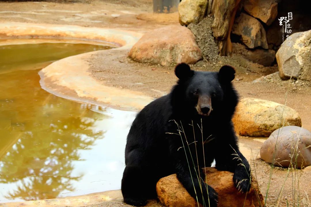 云南野生动物园