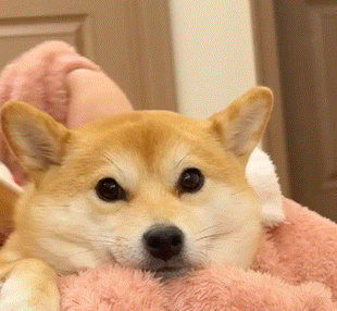 养宠物的人赚足3个好处