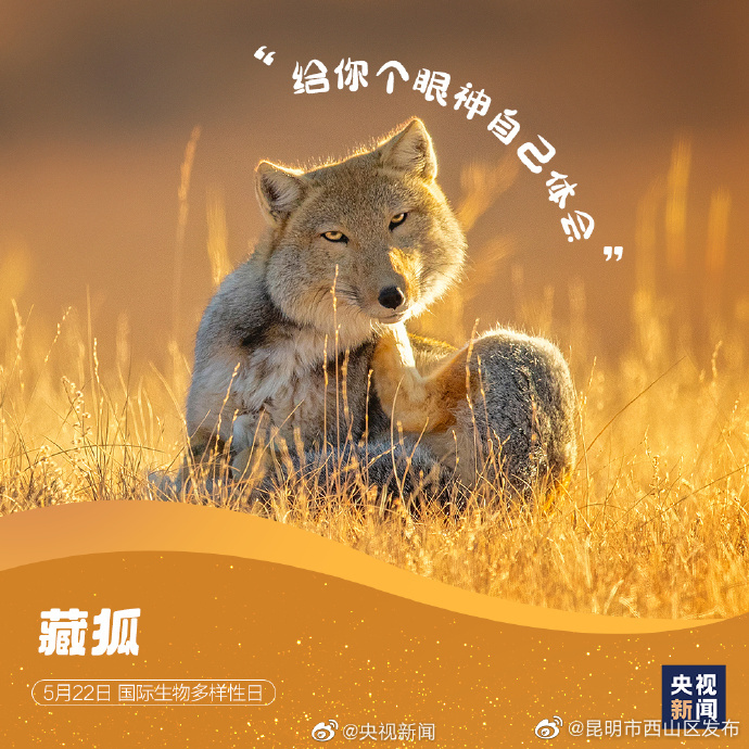 昆明市西山区发布