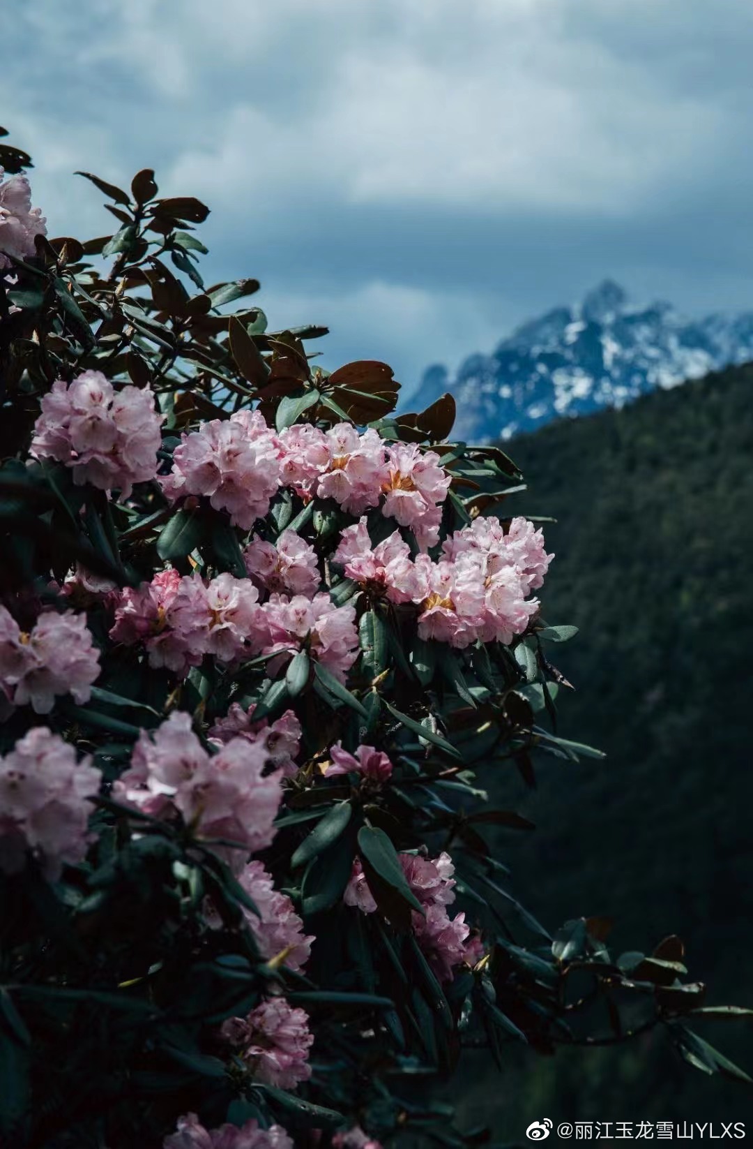 丽江玉龙雪山YLXS