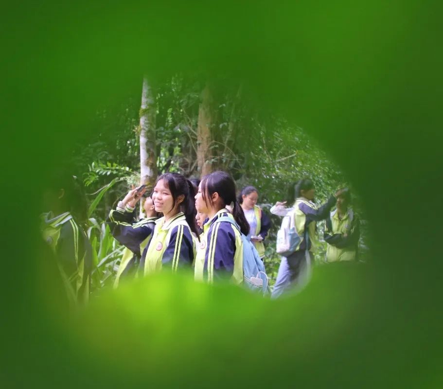 西双版纳望天树景区