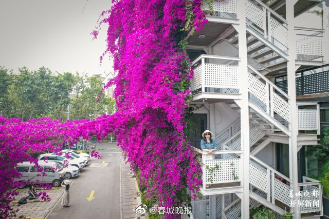 春城晚报