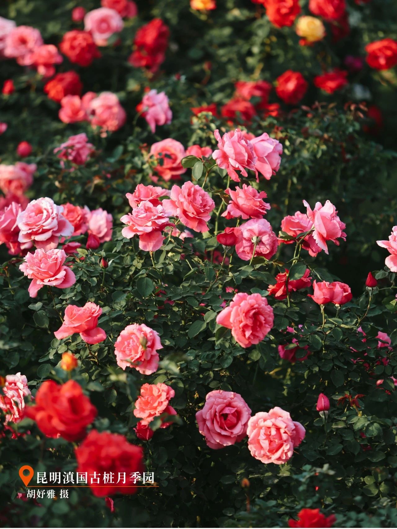 云南省文化和旅游厅