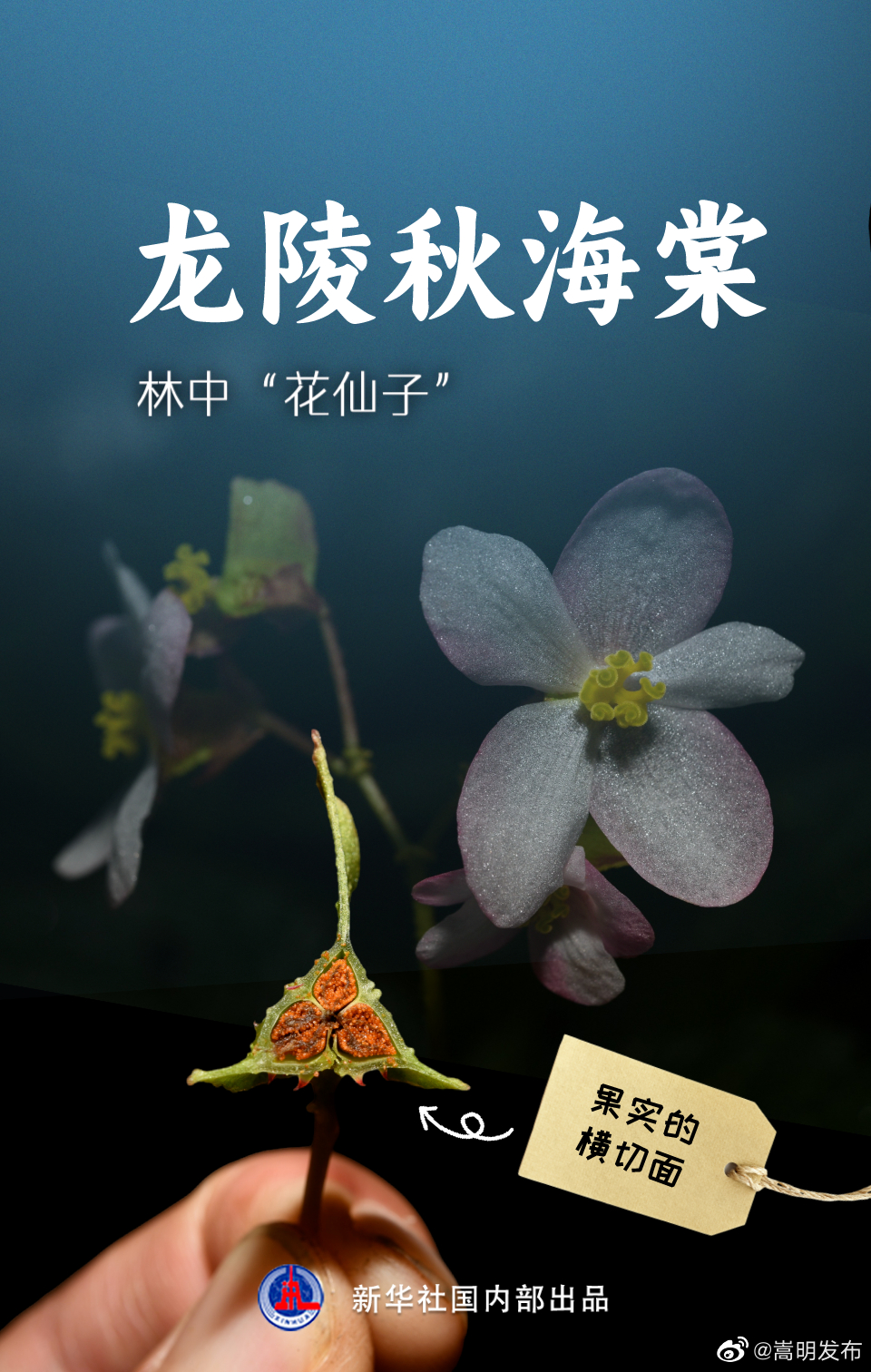嵩明发布